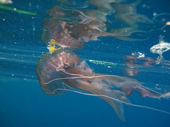 Medusa del Mediterráneo. / Armaud Abadle.