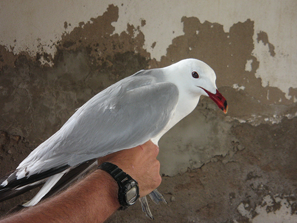 Ejemplar de gaviota de Audouin. / CISA-INIA.