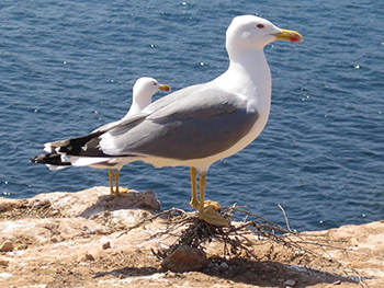 Dos gaviotas patiamarillas. / CISA-INIA.