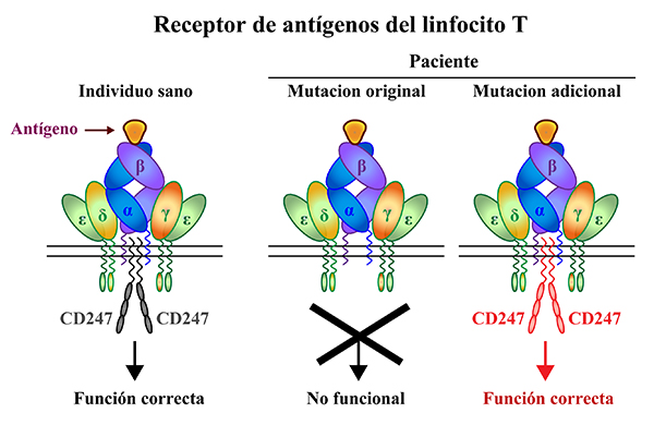 Receptor de antígenos del linfocito T