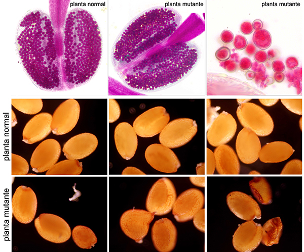 La ausencia de la proteína AGO4 en las plantas mutantes (modificadas) provoca inviabilidad en los granos de polen (los de color azulado), variaciones en su tamaño y alteraciones en las semillas. / Mónica Pradillo. 