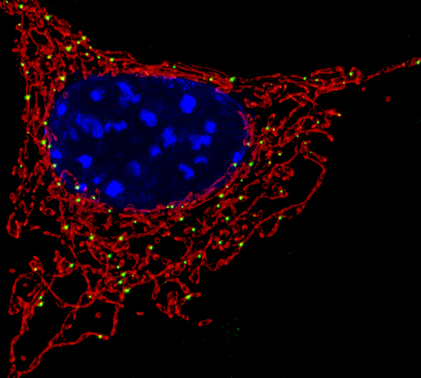 Las mitocondrias (en color rojo) son orgánulos que dotan de energía a la célula. / NICHD. 