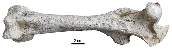 Fémur de Anchitherium, un género extinto de équidos. / Soledad Domingo.