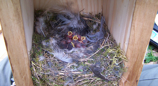 Polluelos de dos días de edad en el interior del nido. / Carolina Remacha.