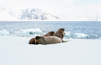 Osos polares, morsas y focas habitan en el Ártico. / Pelopantón.