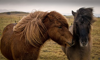Los caballos son una de las especies afectadas por la gripe. / Jack McLane. 
