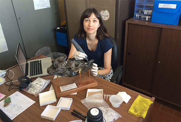 Laura Domingo muestrea el esmalte dental de un tigre dientes de sable en la Universidad Nacional del Sur (Bahía Blanca, Argentina). Autor: Rodrigo Tomassini.