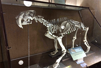 Reconstrucción del esqueleto del tigre dientes de sable Smilodon (Museo de La Plata, Argentina). Autora: Laura Domingo. 