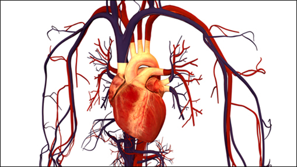 Ilustración del sistema circulatorio humano. /  Bryan Brandenburg.