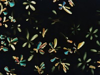 “Otoño bajo el microscopio (Autumn under the microscope)”