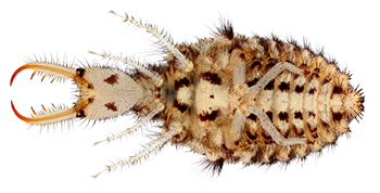 Larva de la nueva especie descubierta. / Davide Badano.