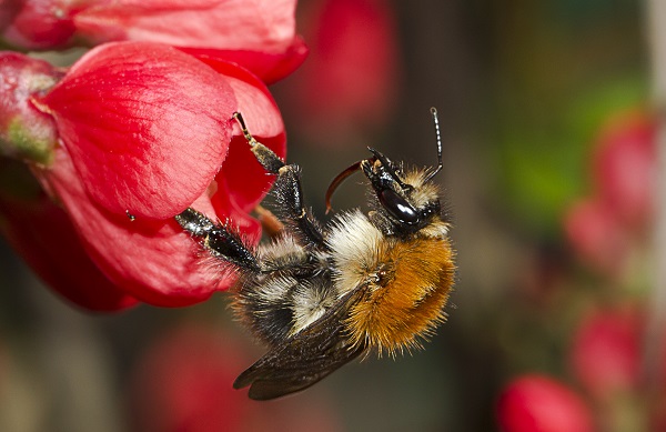 Una de las especie de abejorros, unos polinizadores muy importantes. / Miquel Vernet.