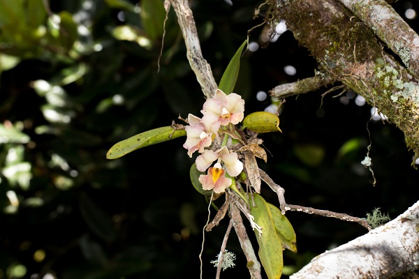 Una Rodriguezia granadensis en un árbol. / Luis Pérez.