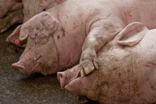 Más de un tercio de la producción ganadera de España se centra en la especie porcina. /  Alejandro Arango.