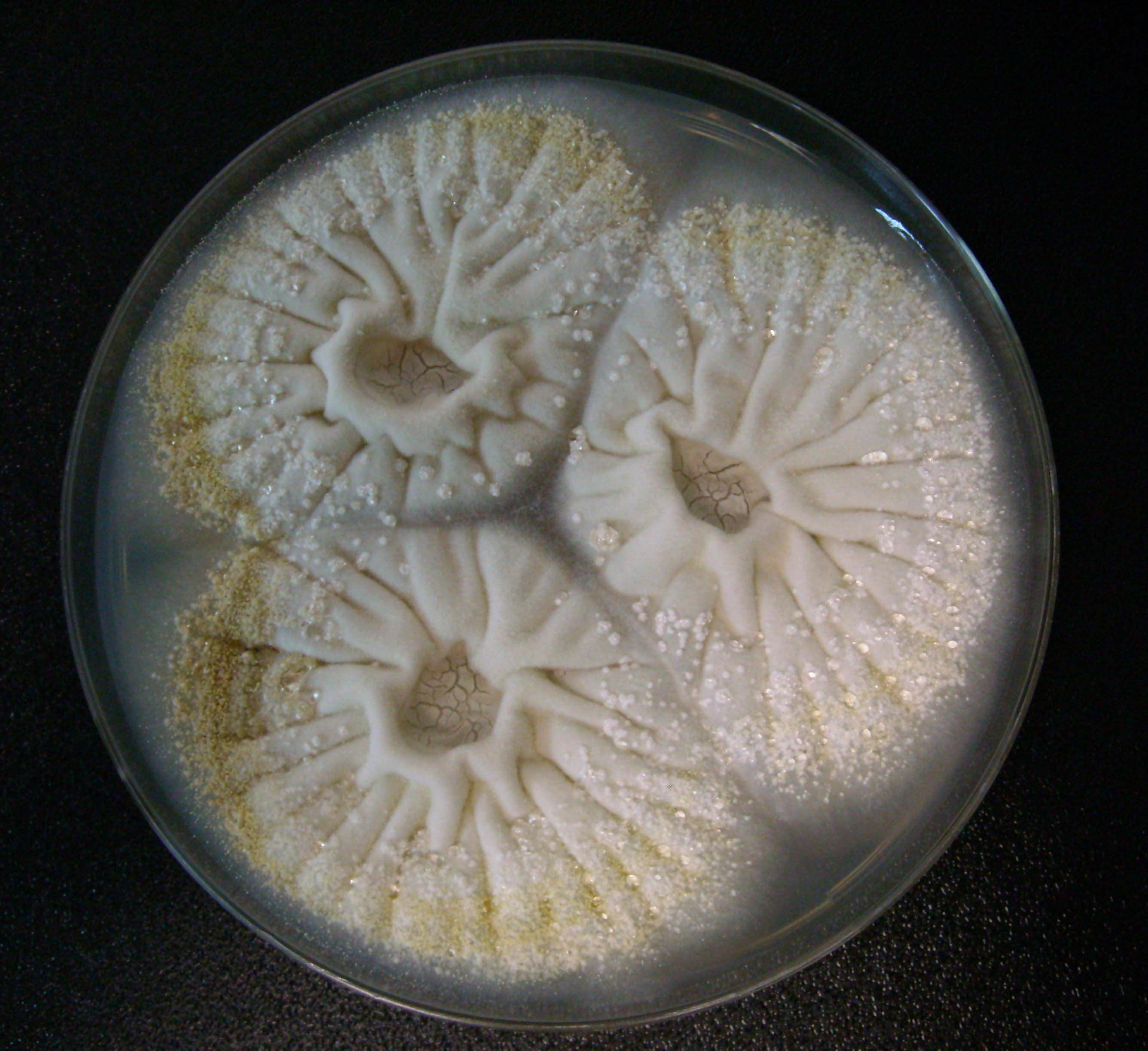 Departamento de microbiologia Departamento de microbiologia