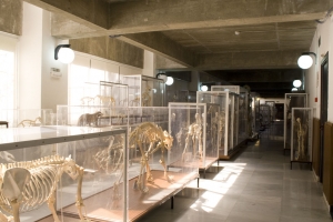 Museo de Anatomía Comparada de Vertebrados