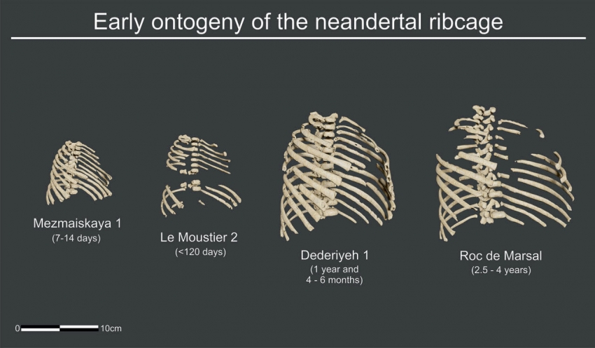 Comparación caja torácica de individuos neandertales