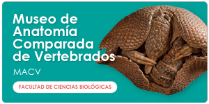 web_ugph_banners_ciencias_museoanatomiacomparada_600x300_es