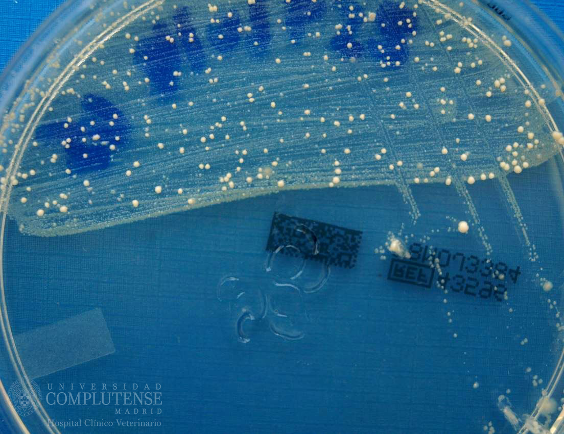 Exudado ótico de un perro con otitis crónica. Imagen macroscópica de Malassezia pachydermatis y Pseudomonas spp.