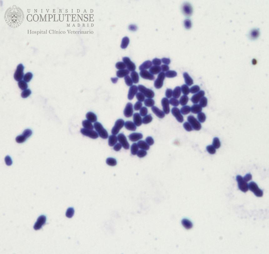 Exudado ótico de un perro. Imagen microscópica de Malassezia pachydermatis. Tinción simple con Violeta de Genciana.