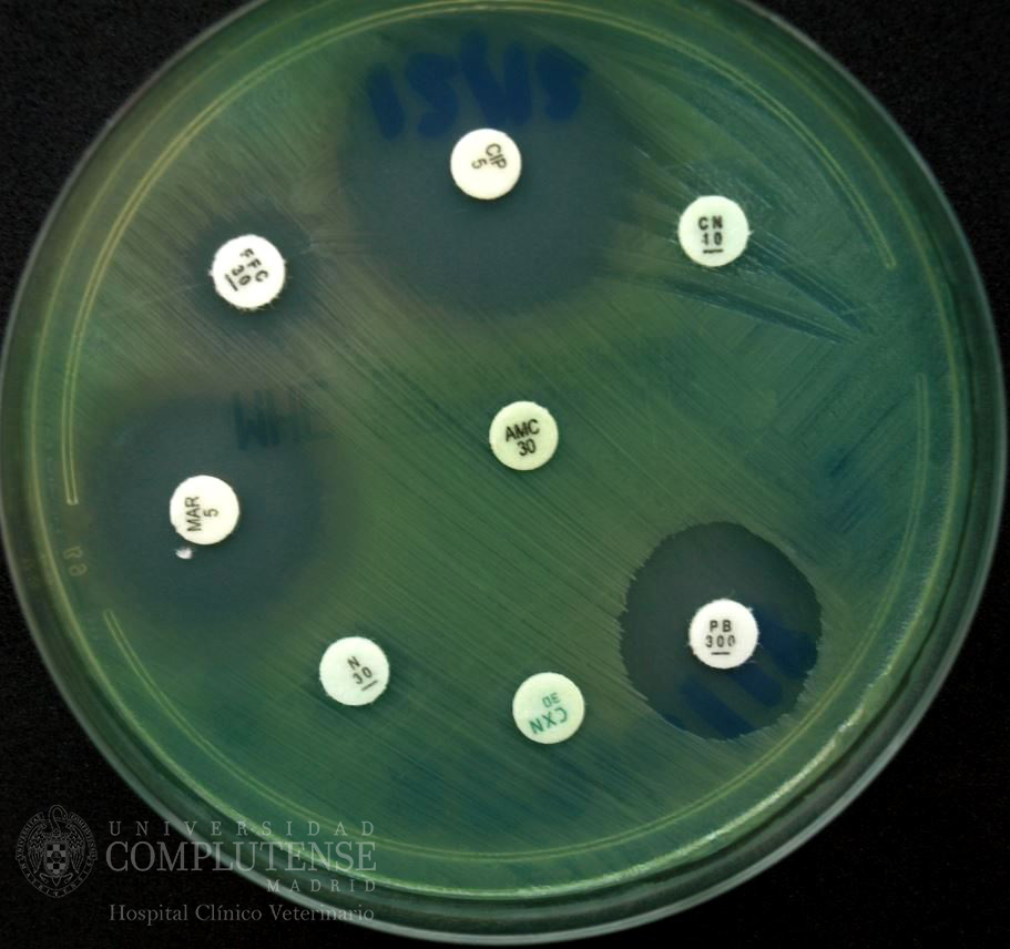 Exudado ótico de un perro con otitis crónica. Antibiograma de Pseudomonas spp por el método de Kirby-Bauer en Medio de Mueller-Hinton.