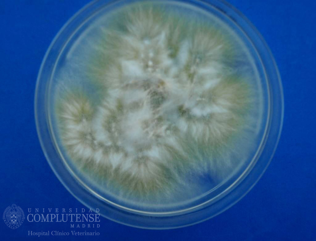 Pelos de lesiones descamativas de un perro. Imagen macroscópica de Trichophyton mentagrophytes en Medio de cultivo Agar Sabouraud con cloranfenicol.