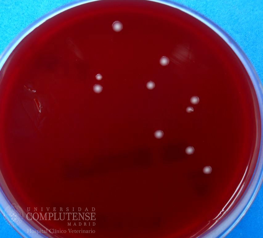 Muestra de herida crónica en piel de un perro. Imagen macroscópica de Enterobacteriaceae spp en Medio de cultivo Columbia Agar Sangre.