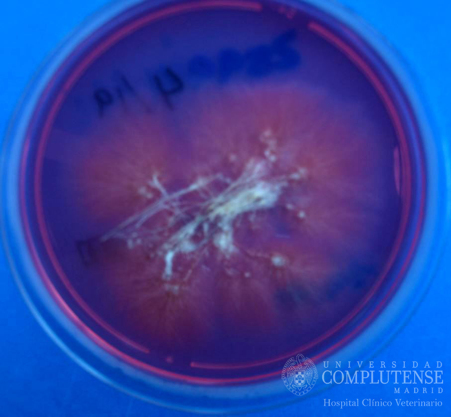 Pelos de lesiones descamativas de un perro. Imagen macroscópica de Trichophyton mentagrophytes en Medio de cultivo DTM.