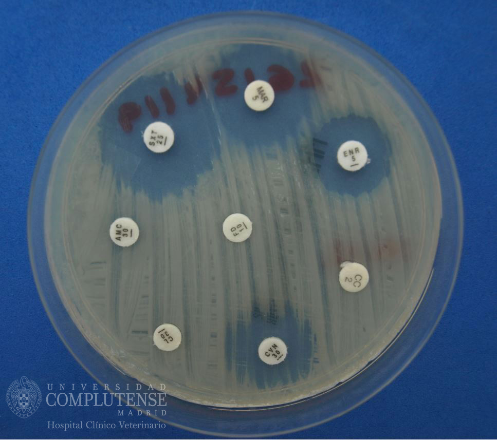 Muestra de herida crónica en piel de un perro. Antibiograma de Enterobacteriaceae spp por el método de Kirby-Bauer en Medio de Mueller-Hinton.