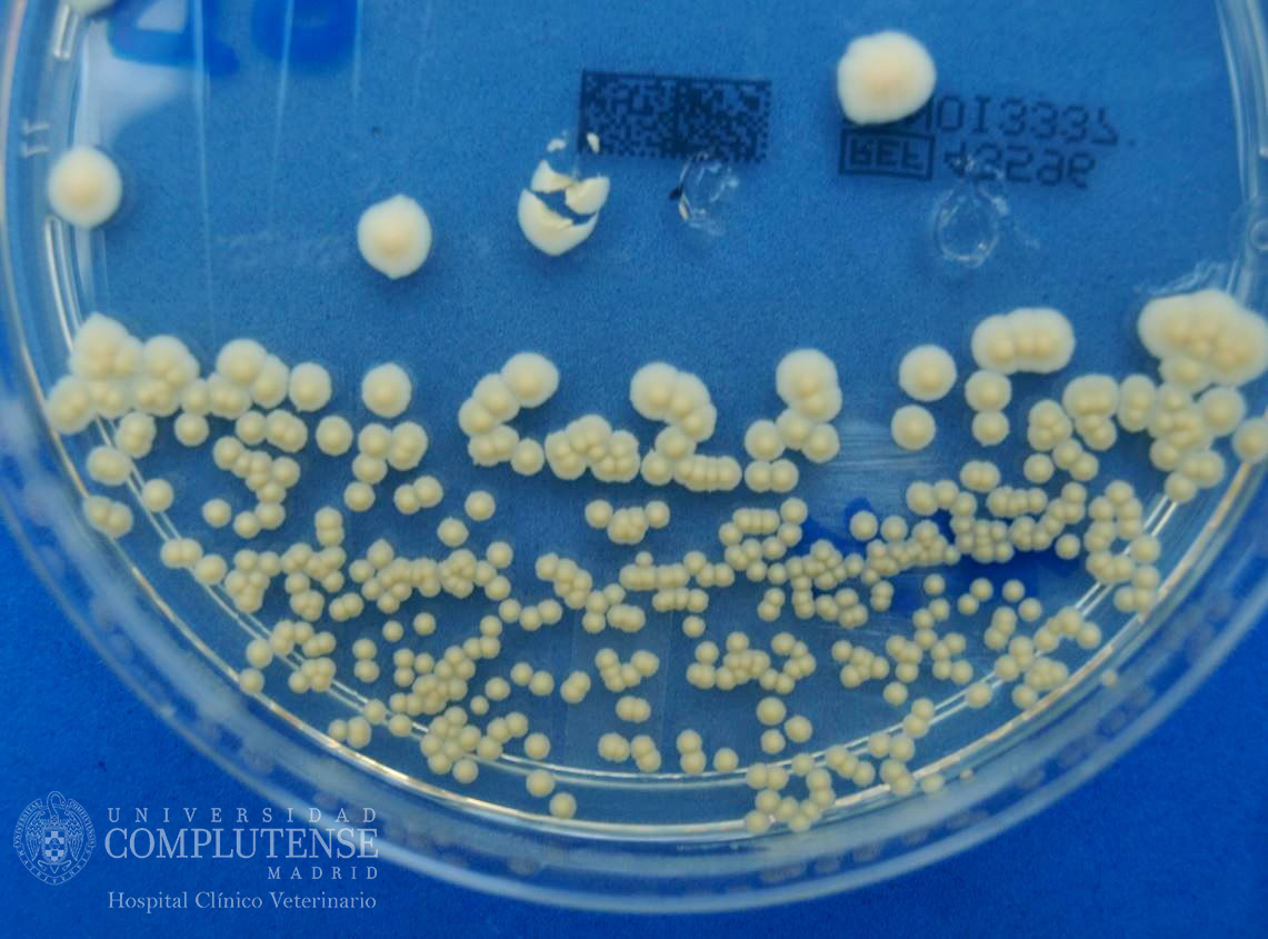 Exudado ótico de un perro con otitis crónica. Imagen macroscópica de Malassezia pachydermatis en Medio de cultivo Agar Sabouraud con cloranfenicol.