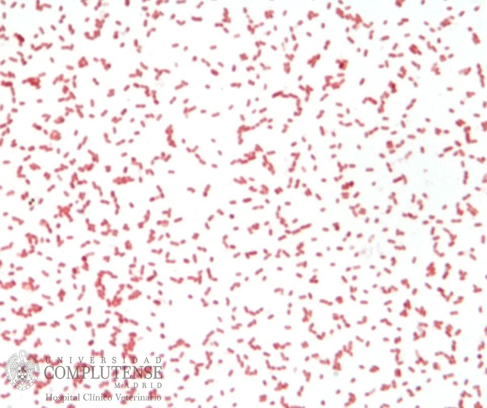 Muestra de herida crónica en piel de un perro. Imagen microscópica de Enterobacteriaceae spp. Tinción de Gram.