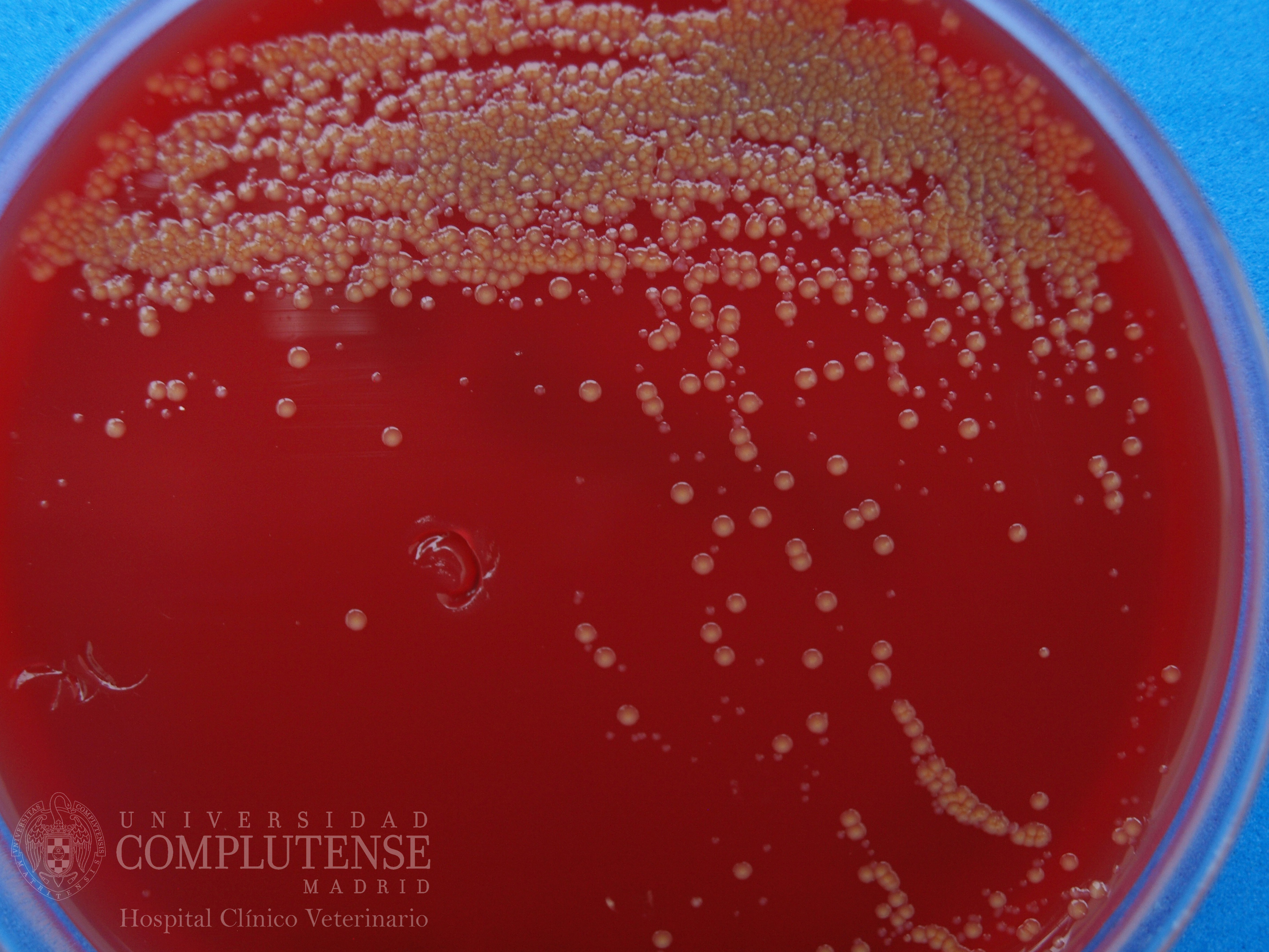 Lavado broncoalveolar y de los senos y bolsas guturales de un équido. Imagen macroscópica de Stenotrophomonas maltophilia