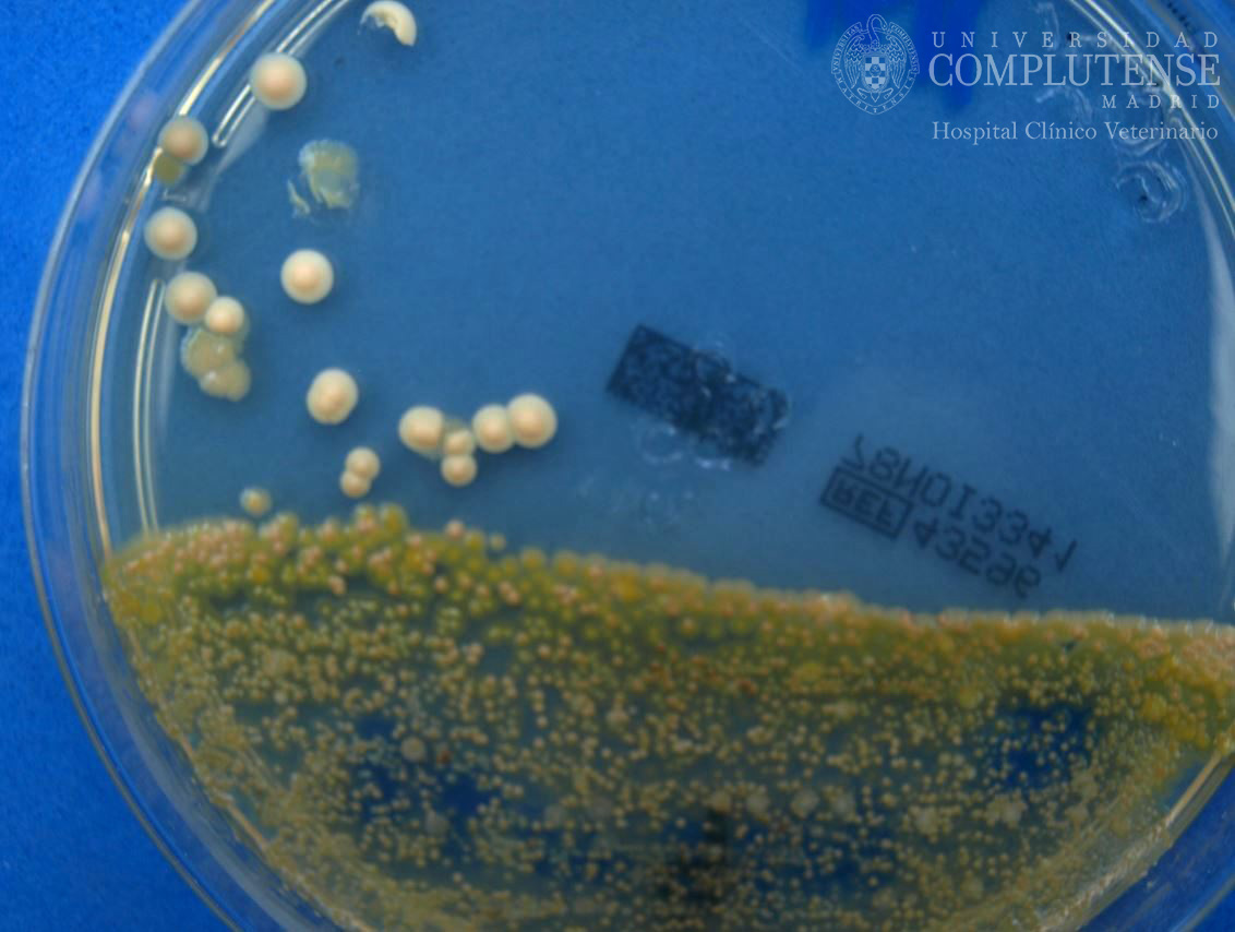 Exudado ótico de un perro con otitis crónica. Imagen macroscópica de Malassezia pachydermatis, Proteus spp y Staphylococcus spp en Medio de cultivo Agar Sabouraud con cloranfenicol.