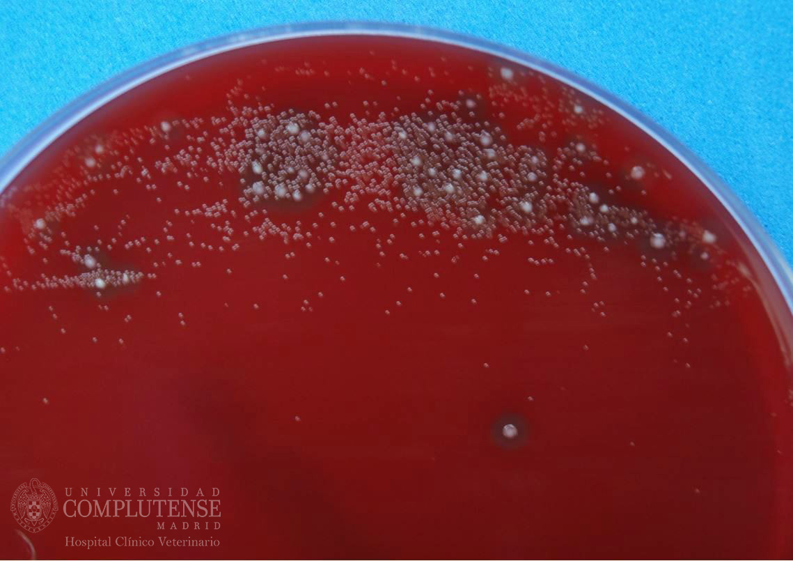 Lavado broncoalveolar y de los senos y bolsas guturales de un équido. Imagen macroscópica de Streptococcus spp y Stenotrophomonas maltophilia en Medio de cultivo Columbia Agar Sangre.