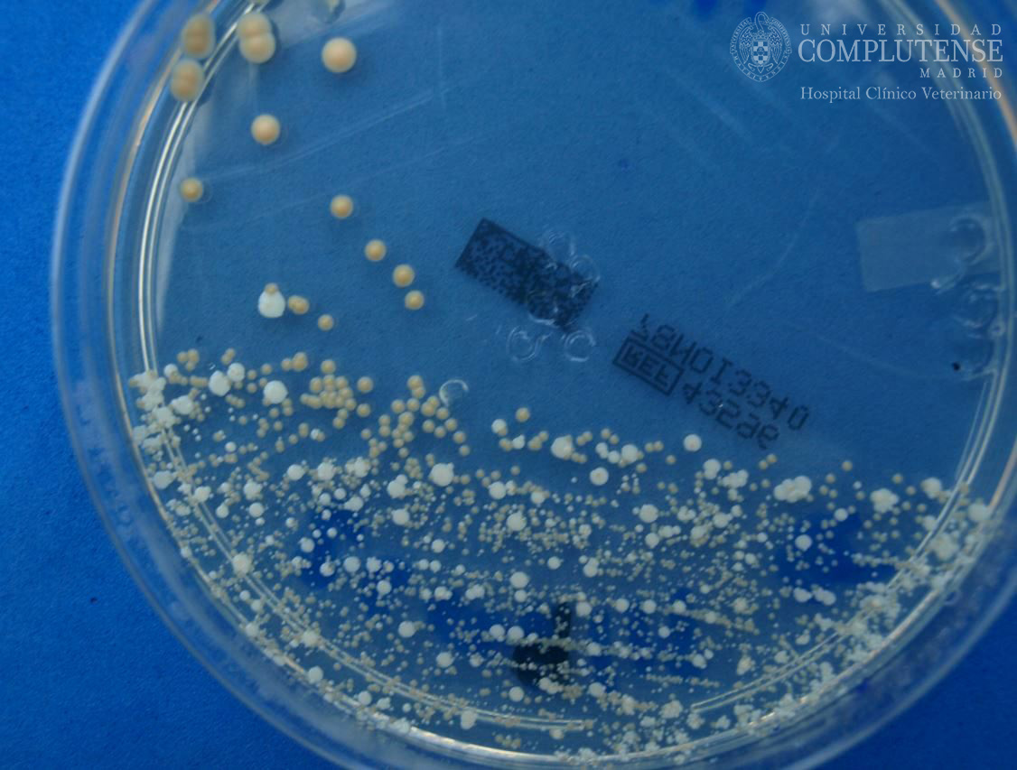 Exudado ótico de un perro con otitis crónica. Imagen macroscópica de Malassezia pachydermatis, Proteus spp y Staphylococcus spp en Medio de cultivo Agar Sabouraud con cloranfenicol.