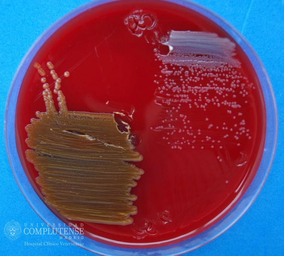 Lavado broncoalveolar y de los senos y bolsas guturales de un équido. Imagen macroscópica de Streptococcus spp y Stenotrophomonas maltophilia en Medio de cultivo Columbia Agar Sangre.