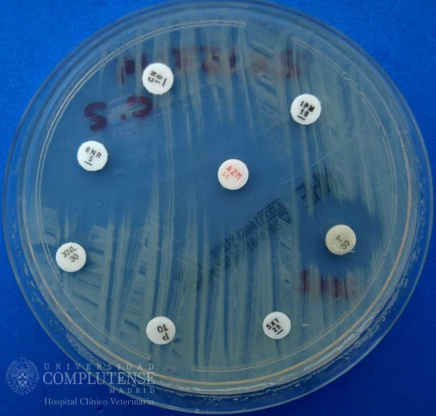 Lavado broncoalveolar y de los senos y bolsas guturales de un équido. Antibiograma de Streptococcus spp. por el método de Kirby-Bauer en Medio de Mueller-Hinton.