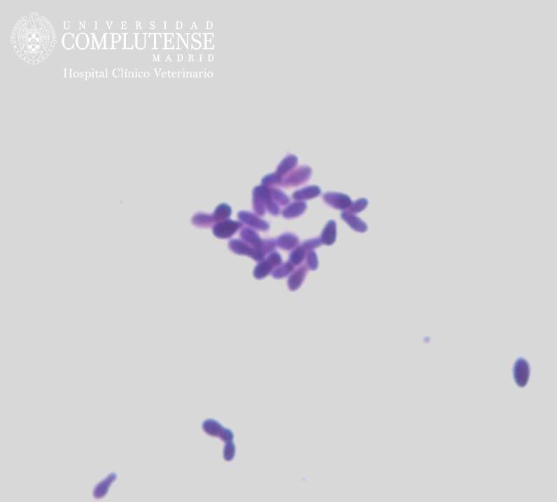Exudado ótico de un perro con otitis crónica. Imagen microscópica de Malassezia pachydermatis. Tinción simple con Violeta de Genciana.