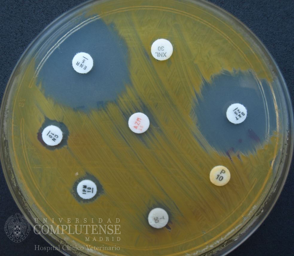 Lavado broncoalveolar y de los senos y bolsas guturales de un équido. Antibiograma de Stenotrophomonas maltophilia por el método de Kirby-Bauer en Medio de Mueller-Hinton.