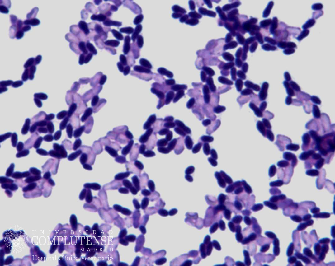 Exudado ótico de un perro con otitis crónica. Imagen microscópica de Malassezia pachydermatis. Tinción simple con Violeta de Genciana.