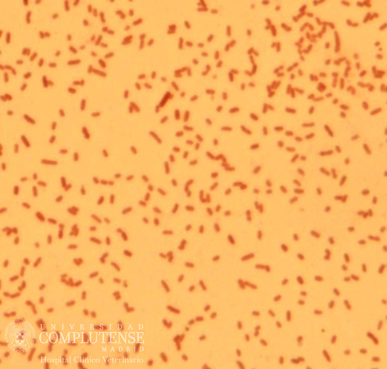 Orina de perro con enfermedad renal crónica (ERC). Imagen microscópica de Pasteurella spp. Tinción de Gram.