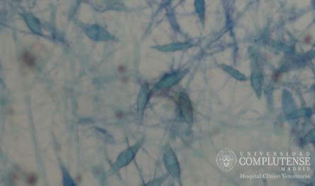 Lesiones en piel costrosas de un felino. Imagen microscópica Microsporum canis. Tinción con Azul de Metileno.