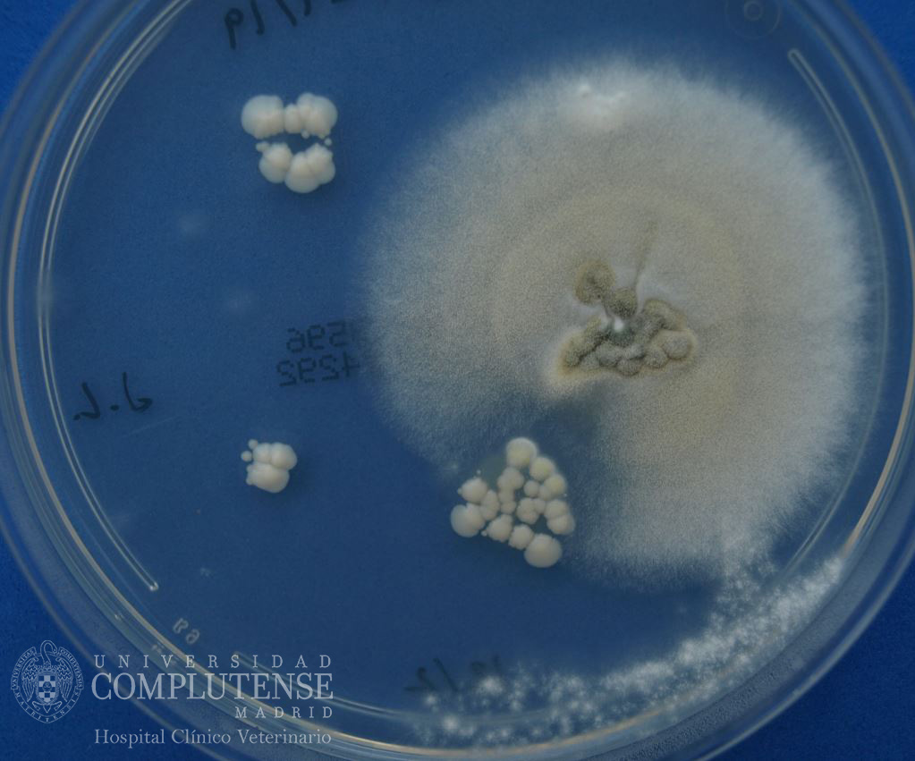 Lavado broncoalveolar de un perro con megaesófago. Imagen macroscópica de Aspergillus fumigatus y Candida spp en Medio de cultivo Agar Sabouraud con cloranfenicol.