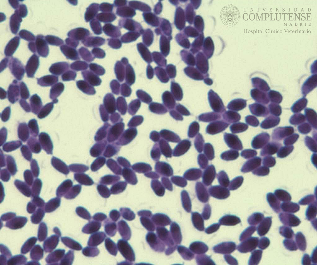 Lavado broncoalveolar de un perro con megaesófago. Imagen microscópica de Candida spp.