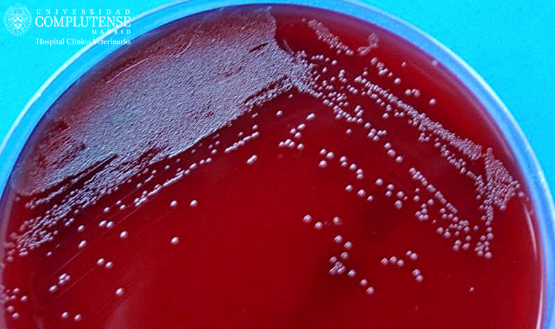 Orina de perro con enfermedad renal crónica (ERC). Imagen macroscópica Pasteurella spp.