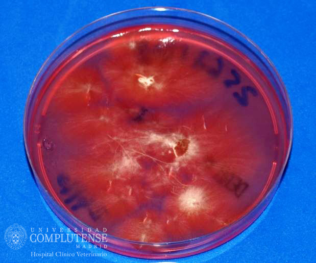Lesión alopécica descamativa de un perro. Imagen macroscópica de Microsporum canis en Medio de cultivo DTM.