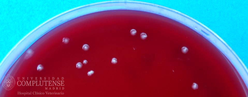 Lavado broncoalveolar de un perro de 10 años con dificultad respiratoria. Imagen macroscópica de Escherichia coli aislado en Medio de cultivo Columbia Agar Sangre.