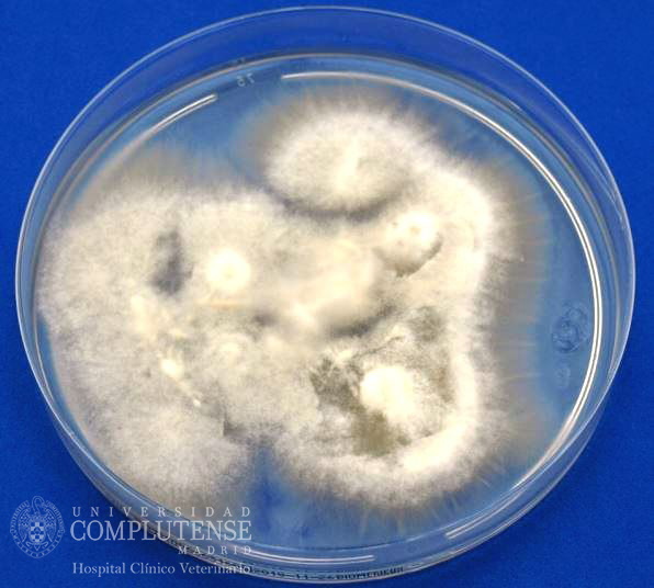 Lesión alopécica descamativa de un perro. Imagen macroscópica de Microsporum canis en Medio de cultivo Agar Sabouraud con cloranfenicol.