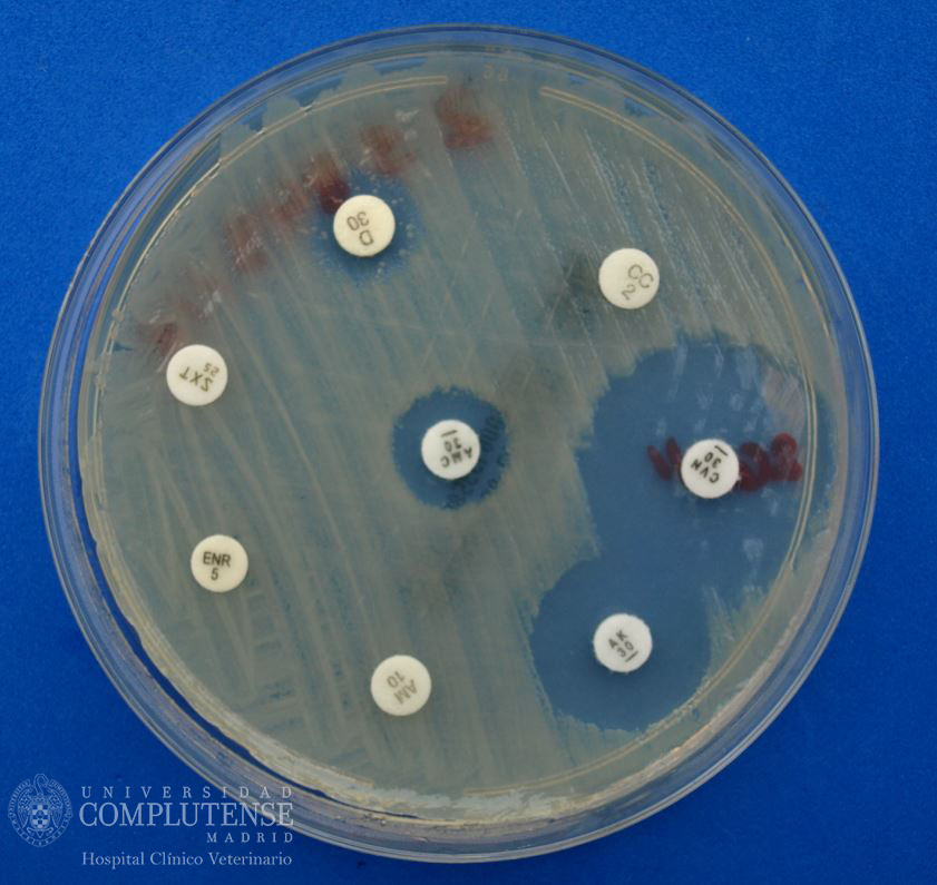 Lavado broncoalveolar de un perro de 10 años con dificultad respiratoria. Antibiograma de Escherichia coli  por el método de Kirby-Bauer en Medio de Mueller-Hinton.