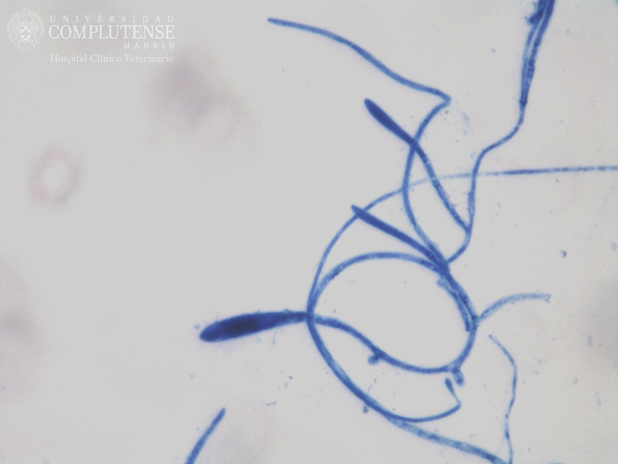  Lesión alopécica descamativa de un perro. Imagen microscópica de Microsporum canis. Tinción con Azul de Metileno.